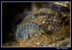 Probably Dikerogammarus villosus, a Ponto-Caspian amphipo... by Sven Tramaux 